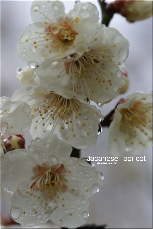 japanese apricot_f0156117_113469.jpg