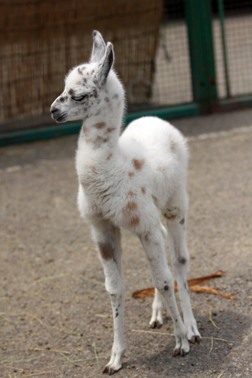 ラマの赤ちゃん : 動物園放浪記 ラマの赤ちゃん : 動物園放浪記