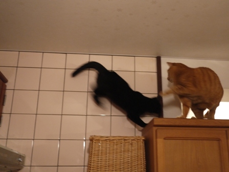 わんぱくでもいい猫 しぇるろった編。_a0143140_23431560.jpg