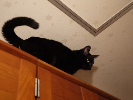 わんぱくでもいい猫 しぇるろった編。_a0143140_23444687.jpg