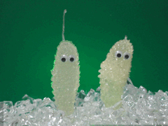 e0005548_2248425.gif