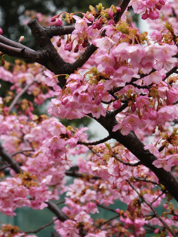 住吉川公園の河津桜_b0063958_21271681.jpg