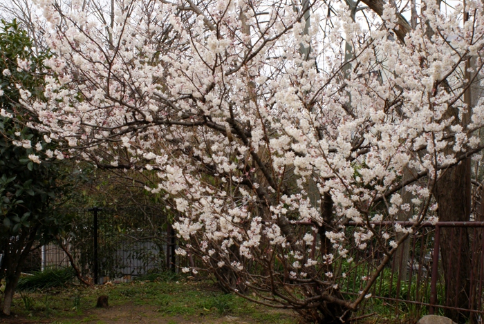 神戸・青谷川公園のヒガンザクラ_b0063958_21573292.jpg