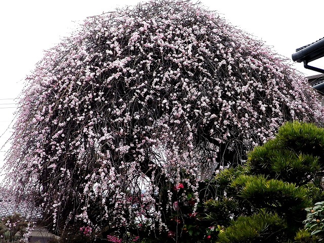 b0044663_21132786.jpg