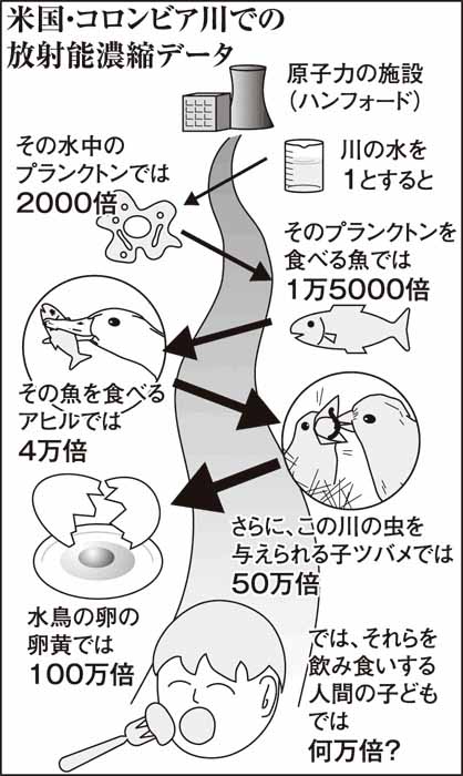 バンダジェフスキー博士の警告：人体に入った放射性セシウムの医学的生物学的影響　(再掲）_c0139575_23133765.jpg