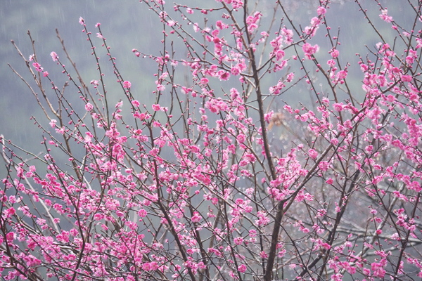 梅花春雨。_b0247880_994499.jpg