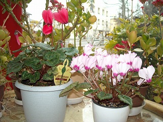 f0183480_1293997.jpg