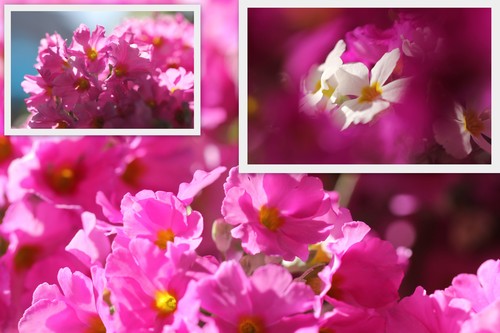 春の兆し・・・家の花たち！　_d0025894_0341278.jpg