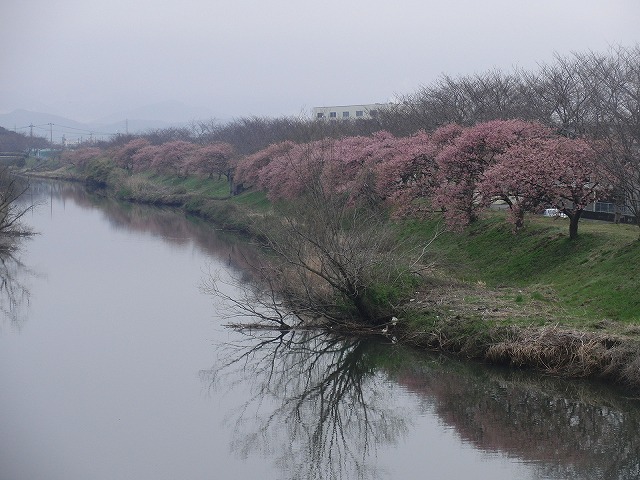 なたね梅雨のお彼岸の風景_f0141310_7244956.jpg