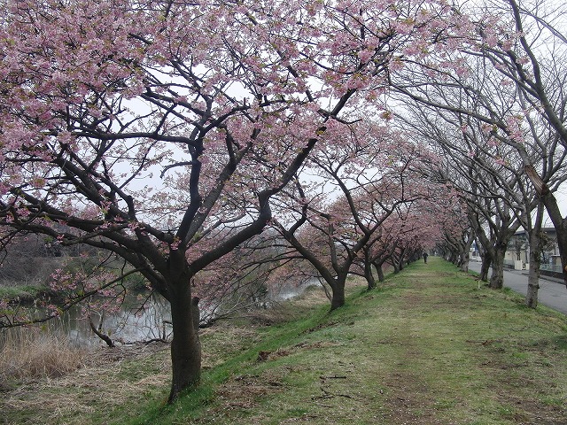 なたね梅雨のお彼岸の風景_f0141310_725153.jpg