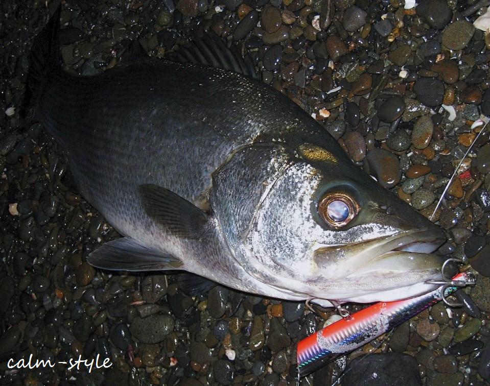 凹む罰当たりな天草西海岸ヒラスズキ釣行 Calm Style