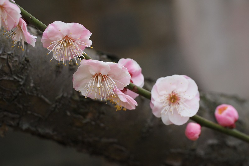 久留米市「梅林寺・外苑」（３．１５日）_f0083712_22343639.jpg