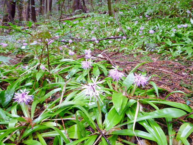 岐阜権現山　花だより_d0170615_836366.jpg