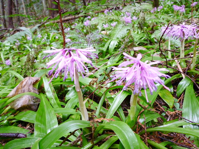 岐阜権現山　花だより_d0170615_8364892.jpg