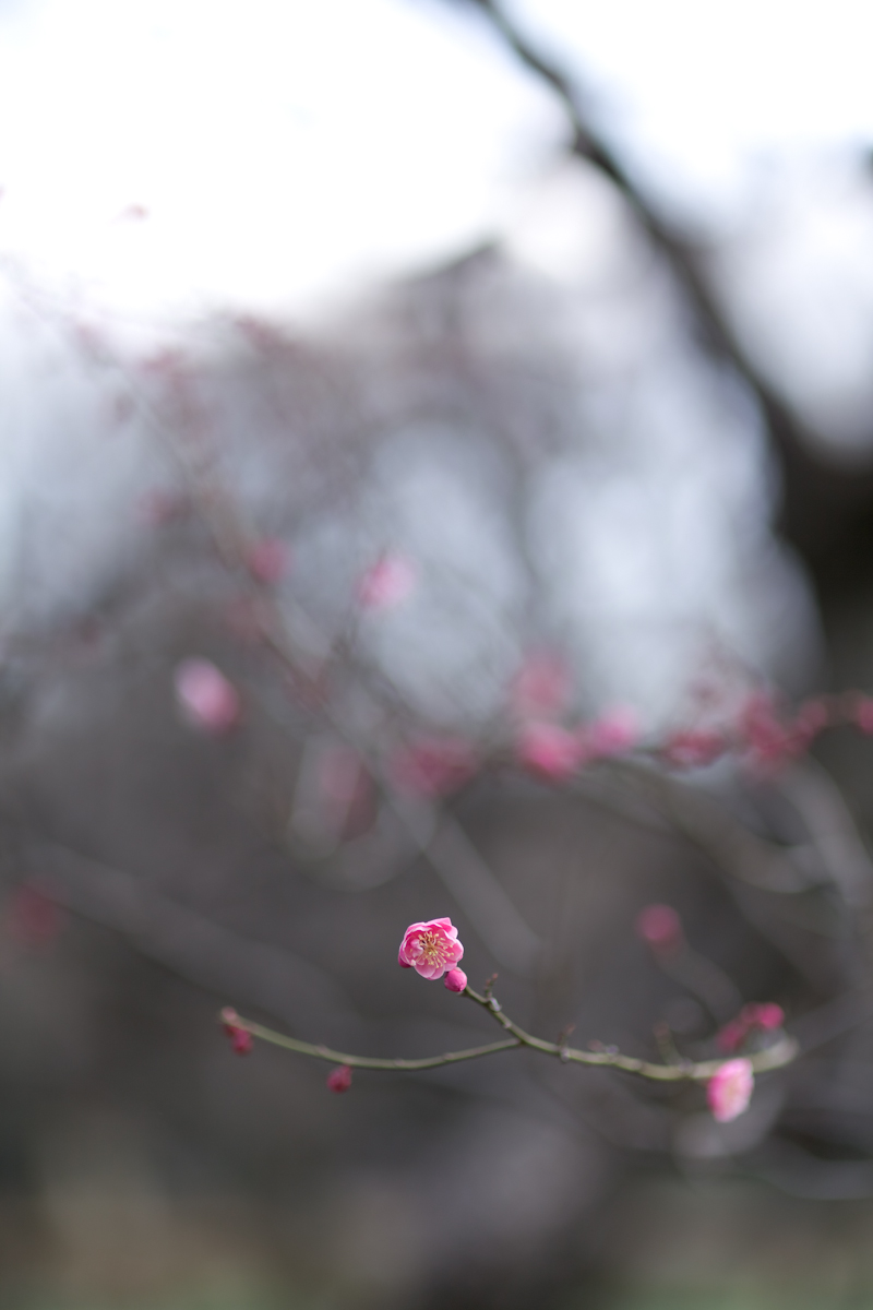 【作例大放出】SIGMA 85mm F1.4 EX DG HSM_b0213320_23104862.jpg