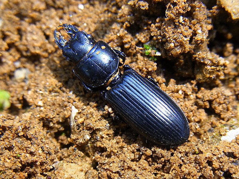 ナガヒョウタンゴミムシ 三重野生生物談話会bbsブログ 動物編 ナガヒョウタンゴミムシ 三重野生生物談話会bbsブログ 動物編