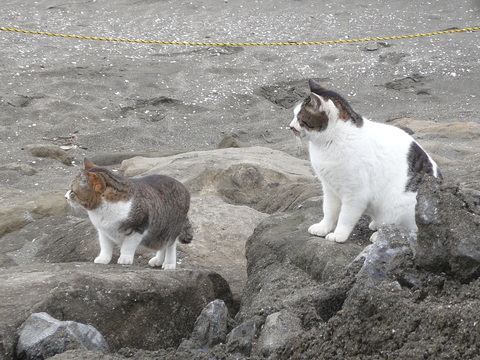 社会貢献活動 クリーンアップ_e0237625_0524829.jpg