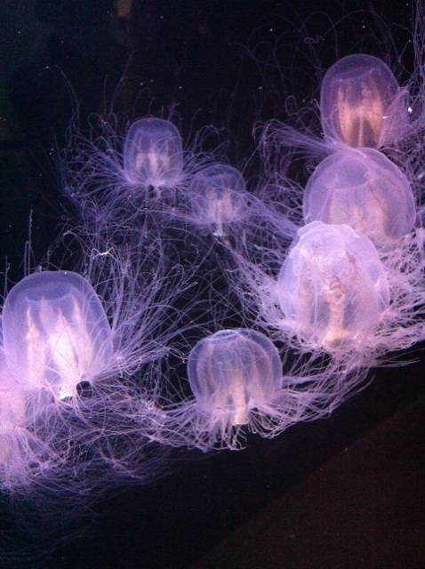 水族館に行ってきました♪_a0188838_22215335.jpg