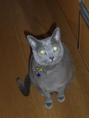 猫は人の言葉がわかる 創価の森の小さな家