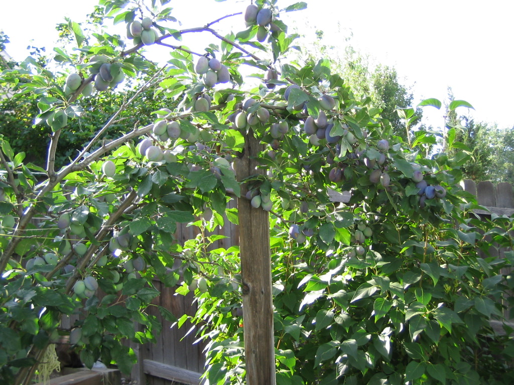 a0204348_1073140.jpg