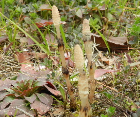 e0172950_18163175.jpg