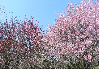 e0172950_1843396.jpg