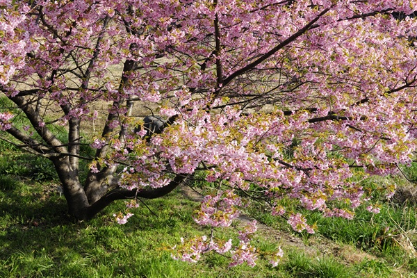 桜・椿_a0251657_327252.jpg