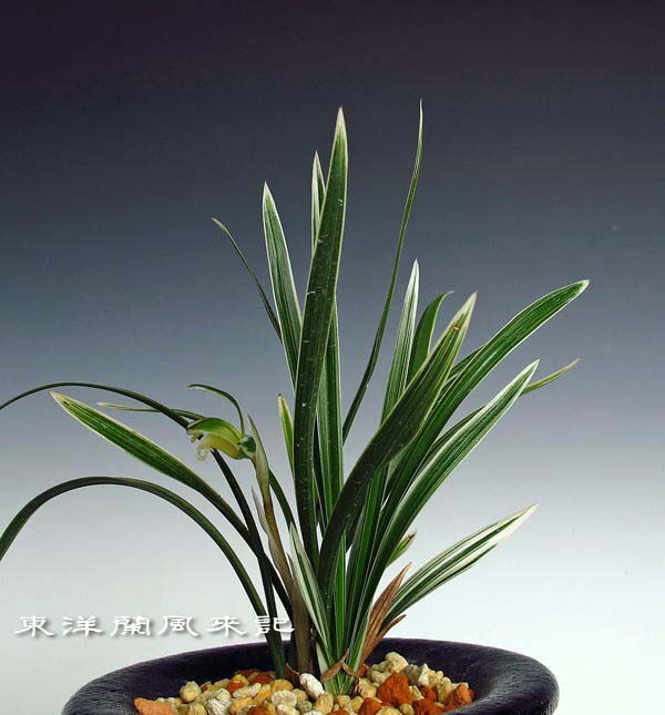 韓国春蘭「雪岳山」 No．1139 : 東洋蘭風来記奥部屋