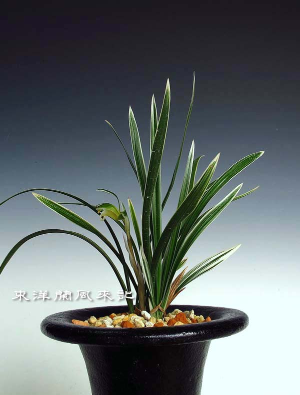 韓国春蘭「雪岳山」 No．1139 : 東洋蘭風来記奥部屋