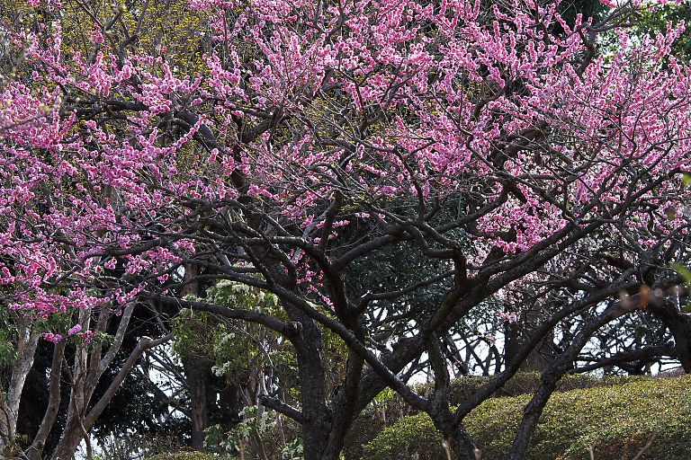 横浜　児童遊園地（３月１６日）_c0057265_4365485.jpg