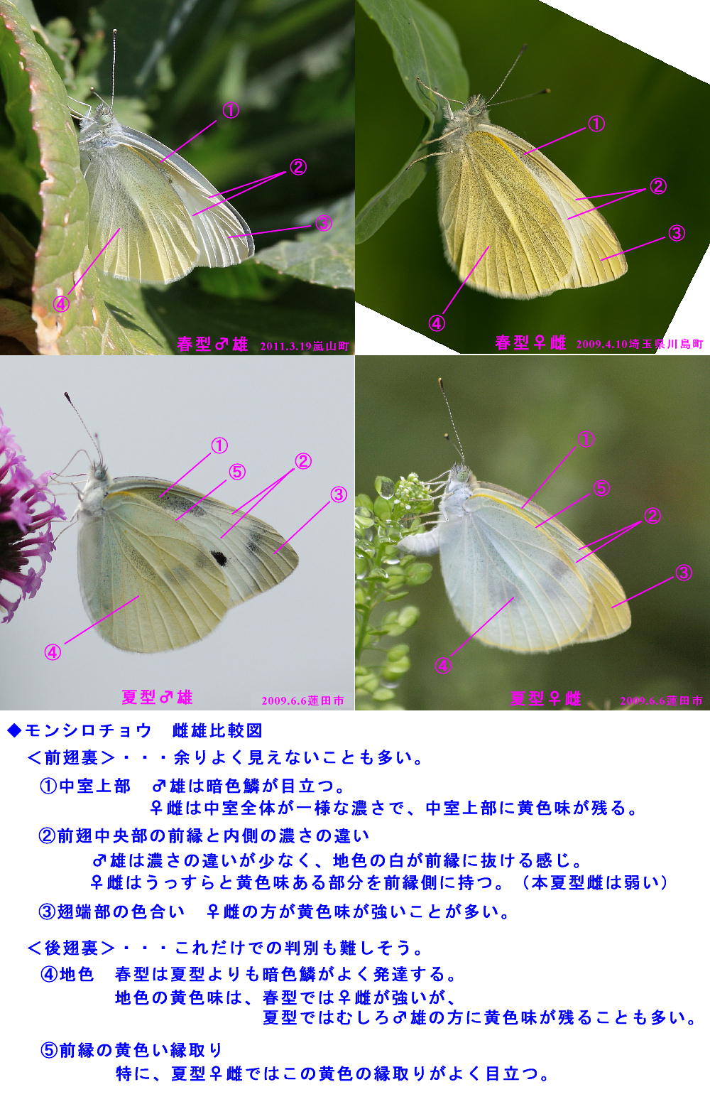 モンシロチョウ 雌雄翅裏比較図 Ver 1 蝶鳥ウォッチング モンシロチョウ 雌雄翅裏比較図 Ver 1 蝶鳥ウォッチング