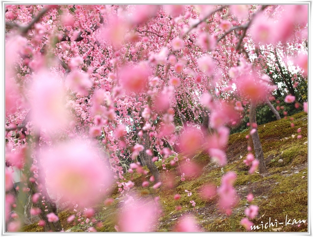 「城南宮の枝垂れ梅」　◦・。。.・。。。_e0215073_221556.jpg