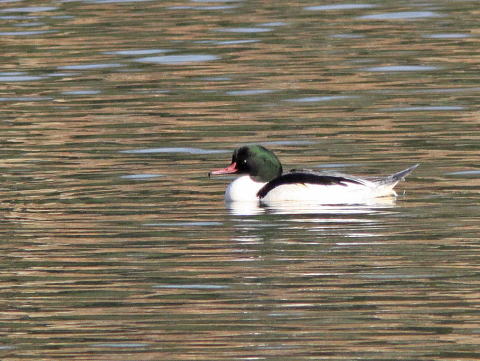 第58回　馬見丘陵公園探鳥会記録_e0192975_7572127.jpg