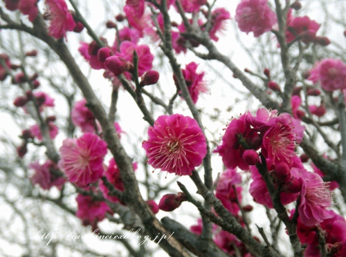 梅は咲いたか 桜はまだかいな_d0025294_197315.jpg