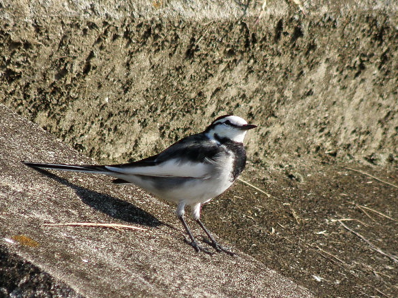 a0206496_8165572.jpg
