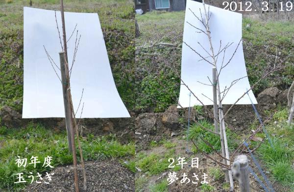 「桃」２年目、蕾の状態など、ブルーベリーにも蕾が少し_d0122497_17082.jpg