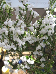 c0117898_2110223.jpg