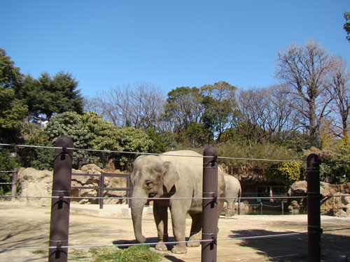 上野動物園2_a0047200_103472.jpg