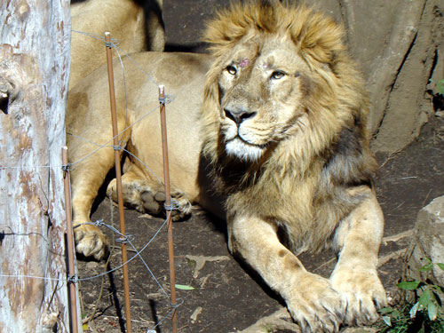 上野動物園2_a0047200_1035871.jpg