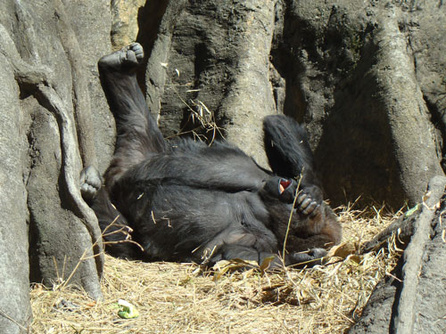 上野動物園2_a0047200_10437.jpg