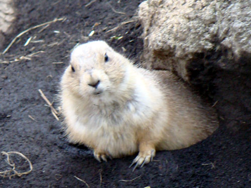 上野動物園2_a0047200_104661.jpg