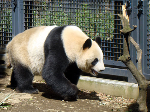 上野動物園1、パンダちゃん_a0047200_9303054.jpg