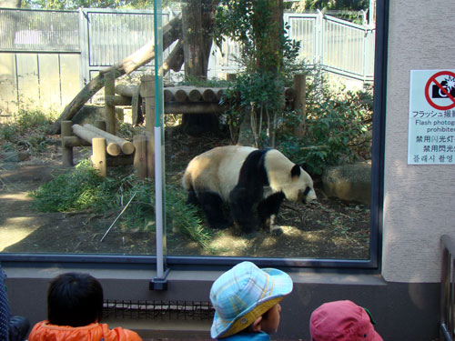 上野動物園1、パンダちゃん_a0047200_9303293.jpg