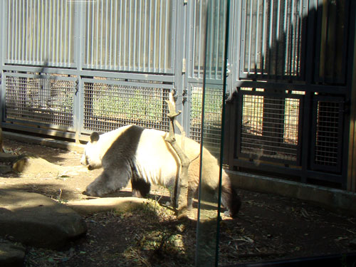 上野動物園1、パンダちゃん_a0047200_9303470.jpg