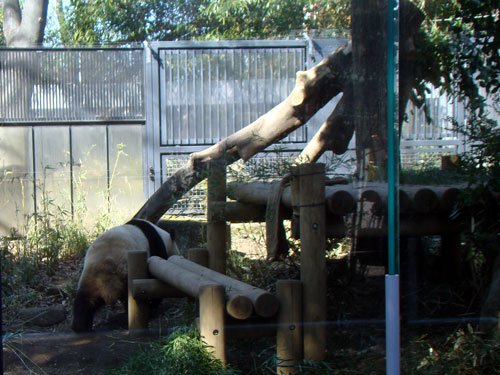 上野動物園1、パンダちゃん_a0047200_9303629.jpg