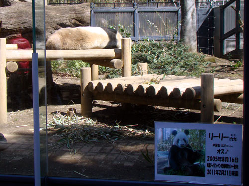 上野動物園1、パンダちゃん_a0047200_9303893.jpg