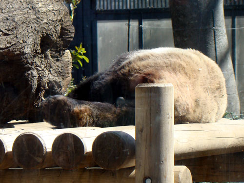 上野動物園1、パンダちゃん_a0047200_9304325.jpg