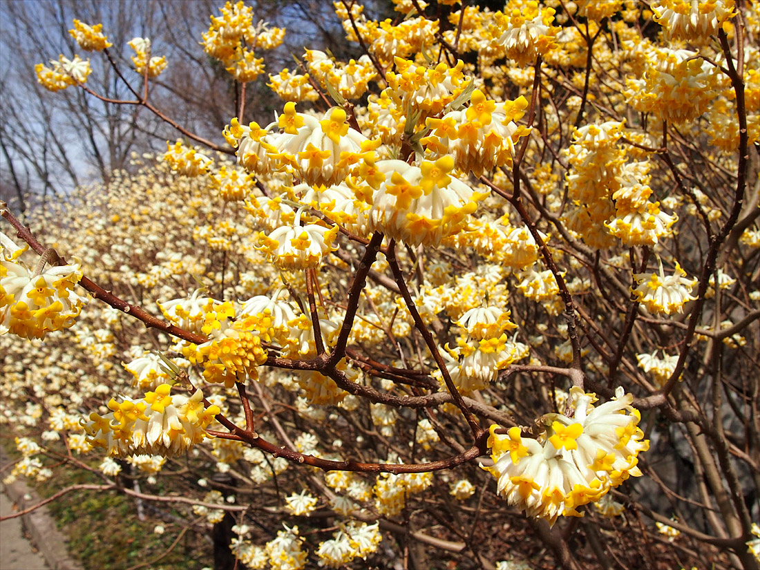 ミツマタの花も開花！_e0156403_8444545.jpg