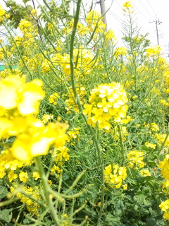 d0012611_20294613.jpg
