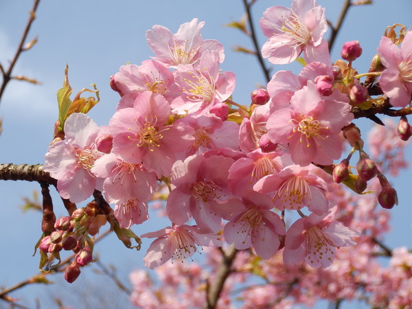 代々木公園の河津桜_d0069411_22463510.jpg